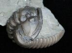 Double Flexicalymene Trilobite From Ohio #11471-1